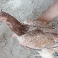 ماده مرغ درحال تخم