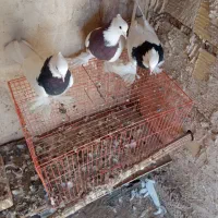 طوقی|پرنده|کشکسرای, |دیوار