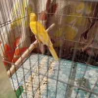 قناری نر|پرنده|خرامه, |دیوار