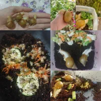 سرزمین حلزون