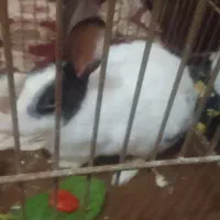 خرگوش ماده