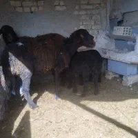 مشوبره|حیوانات مزرعه|اصفهان, ارداجی|دیوار