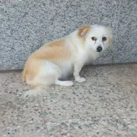 سگ پا کوتاه|سگ|رفسنجان, |دیوار