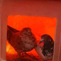 تعدا ۱۰ عدد کبوتر|پرنده|سامان, |دیوار