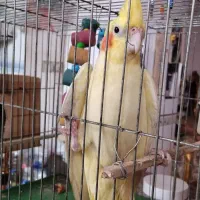 طوطی عروس|پرنده|رشت, هلال احمر|دیوار