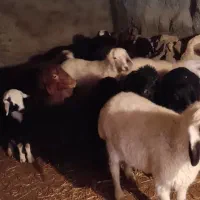 فروش بره نر ماده فروش یکجا