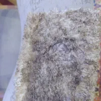 پارچه رومبلی خز|پرده، رانر، رومیزی|شیراز, کرونی(خاتونک)|دیوار