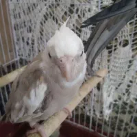 عروس هلندی جفت با جوجه|پرنده|گالیکش, |دیوار