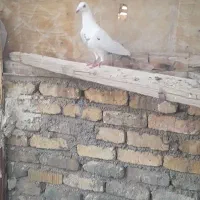 کبوتر همش نر هست جز ماده سرک سوسنی|پرنده|شیراز, شهرک گلها|دیوار