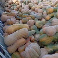 کدو حلویی|عمده‌فروشی|میاندوآب, |دیوار