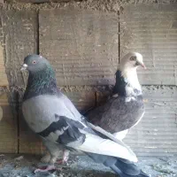 کبوتر شازده  ابلق سبز تهرونی  اصل|پرنده|اصفهان, کوی امیریه|دیوار