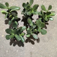 گیاهان آپارتمانی