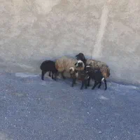 میش بره جوان دوقلوزا