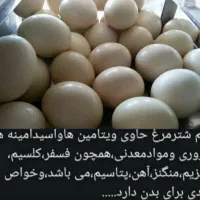 جوجه شترمرغ تخم خوراکی روغن گوشت بوقلمون قلم|حیوانات مزرعه|یاسوج, |دیوار