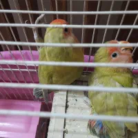 جوجه طوطی کوتوله برزیلی