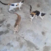 گربه