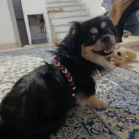 سگ پاکوتاه|سگ|گرگان, |دیوار