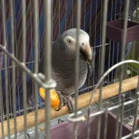 کاسکو دم شکلاتی