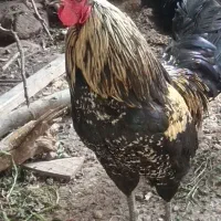 خروس فروشی