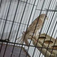 قناری ماده تن نخورده|پرنده|پاکدشت, پاکدشت (مامازند)|دیوار