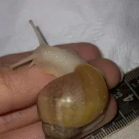 حلزون آچاتینا