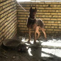 دوبرمن اصیل نر بلوطی|سگ|کرمانشاه, |دیوار