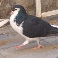 فروش کبوتر نر دوری صفت