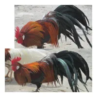 نیازمند سرمایه گذار منصف و شایسته|خدمات مالی، حسابداری، بیمه|اردبیل, |دیوار