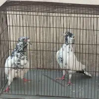 کبوتر کله دم سبز کاکلی، کفتر کله دم سبز کاکلی