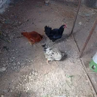 مرغ بومی تخم گذار