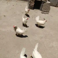 ۹عددمرغ‌سفید‌تخمگذار