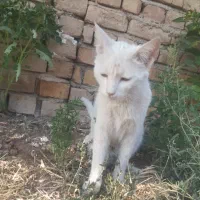 گربه|گربه|داران, |دیوار