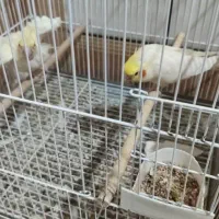 دو جفت عروس هلندی لوتینو|پرنده|هندیجان, |دیوار