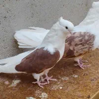 کبوتر««الرام»»