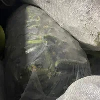 خیار محلی تازه چین میداوود