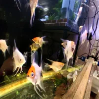 ماهی آنجل تکثیر خونگی