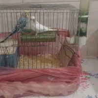 یک جفت مرغ عشق|پرنده|لوشان, |دیوار