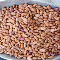 لوبیا چیتی بار نو