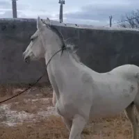 مادیون آخال تکه ترکمن مدارک کامل