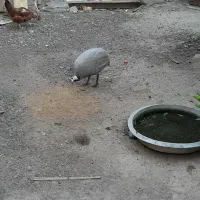 مرغ شاخی ماده