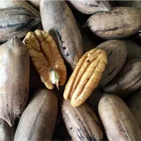 نهالستان بادام و گردو دیرگل و مقاوم به سرما|خدمات باغبانی و درختکاری|جلفا, |دیوار