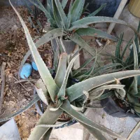 گلها|گل و گیاه طبیعی|قم, عمار یاسر|دیوار