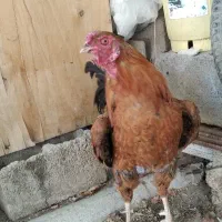 خروس