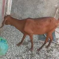 گوسفند فروشی