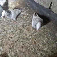 جوجه و کلنه|پرنده|نیشابور, ابراهیم ادهم|دیوار