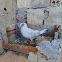 کبوتر شهرستانی