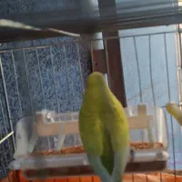 مرغ مینا ومرغ عشق|پرنده|الشتر, |دیوار