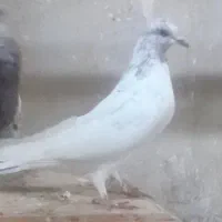 4عدد کفتر گشتی به شرط دانه400