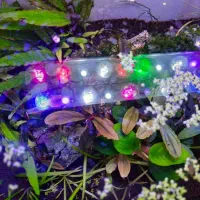 آکواریوم پلنت