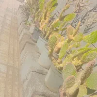 درخت کاکتوس|گل و گیاه طبیعی|یاسوج, |دیوار